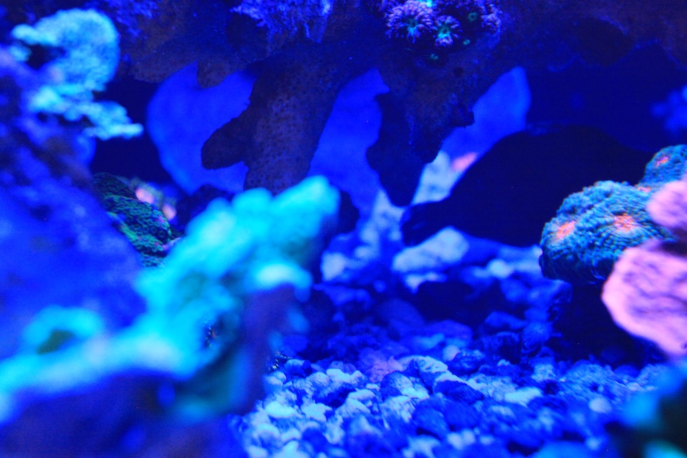 Filefish and Coral Matt Geldof 120 gallon reef aquarium.jpg