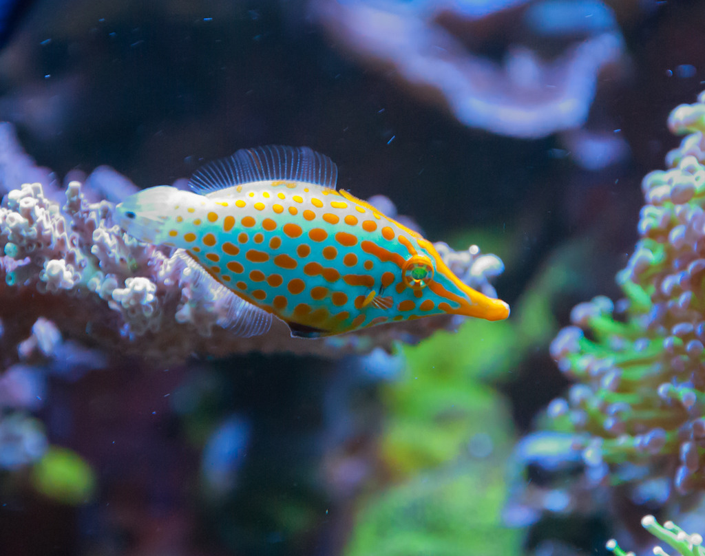 filefish.jpg