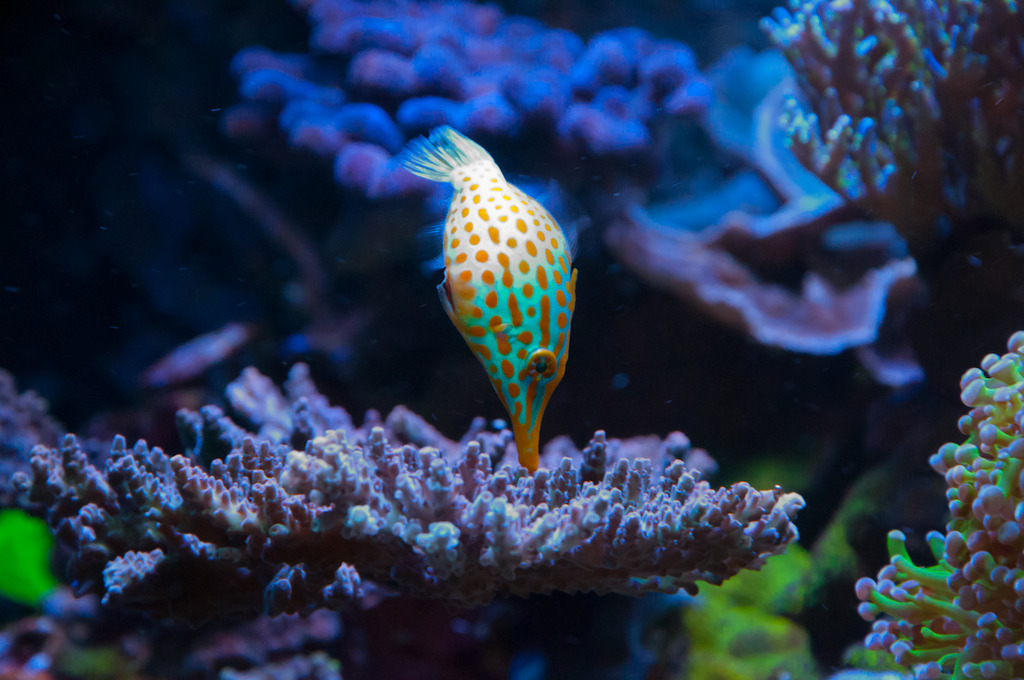 filefish2.jpg