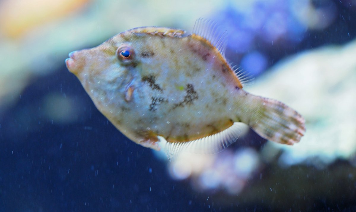 FileFish2018091501.jpg