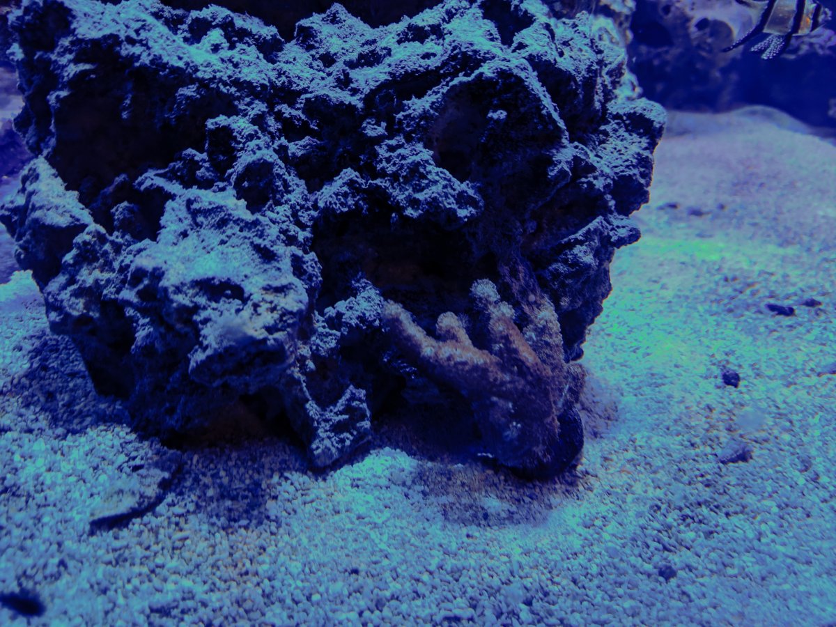 Finger Coral.jpg