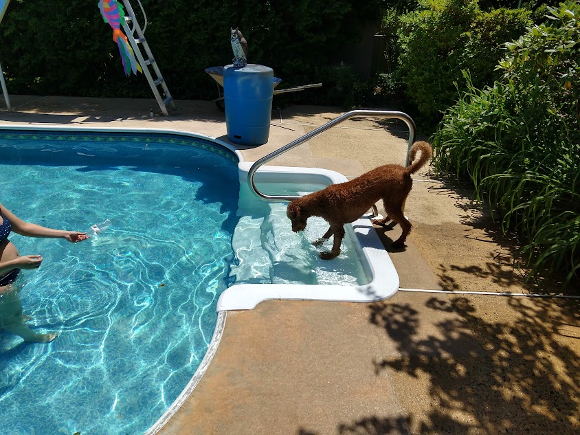 Finnegan Swimming.jpg