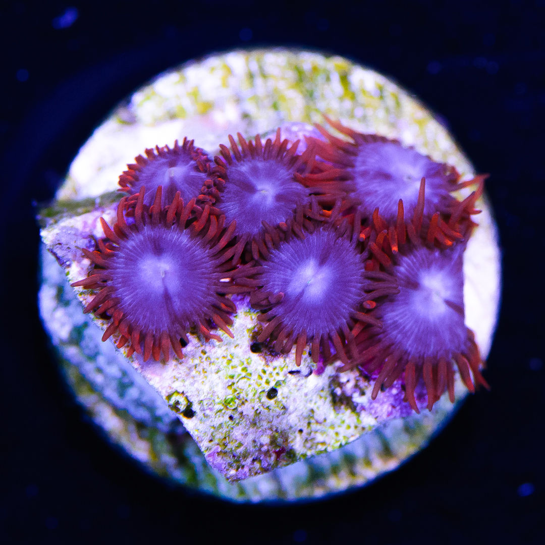 Fire&Ice Zoa.jpg