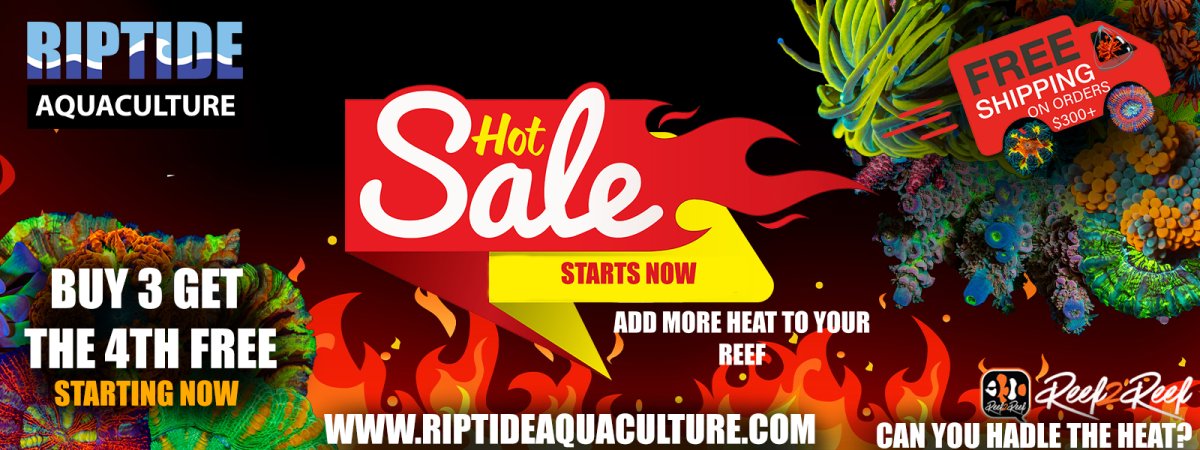 Fire Sale 1600x600 b3g1free 1.0.jpg