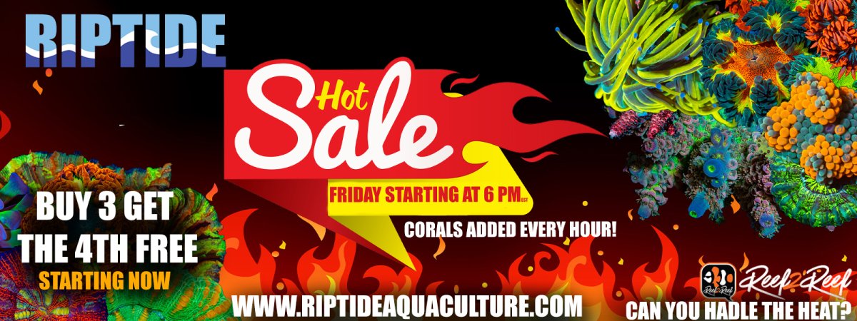 Fire Sale 1600x6004.0.jpg