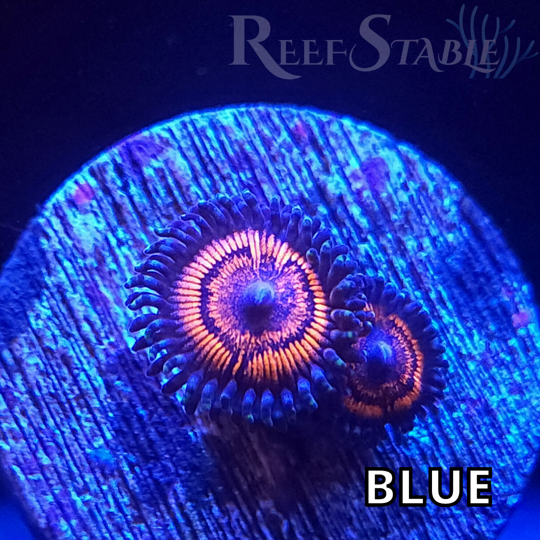 firestorm-zoa-blue.jpg