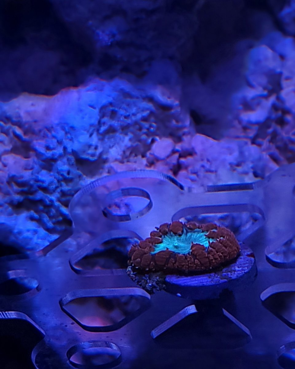 First coral in .jpg