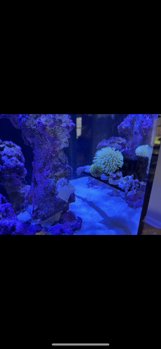 first corals.png