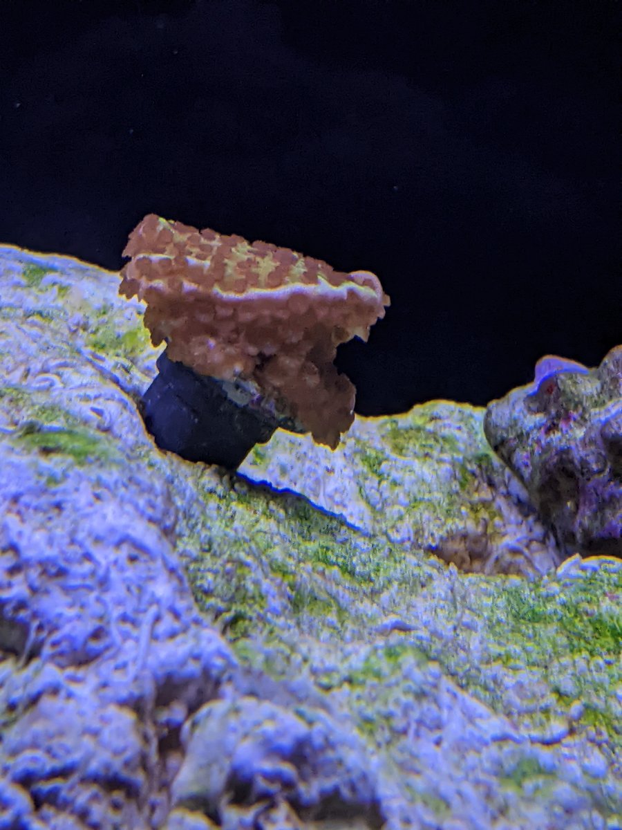 first_coral_closeup.jpg