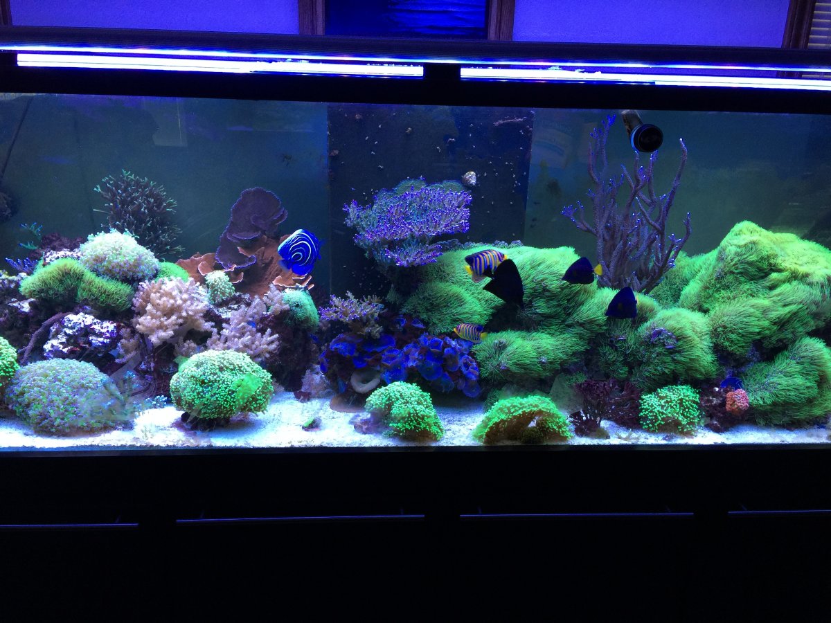 fish 6-12-17.JPG