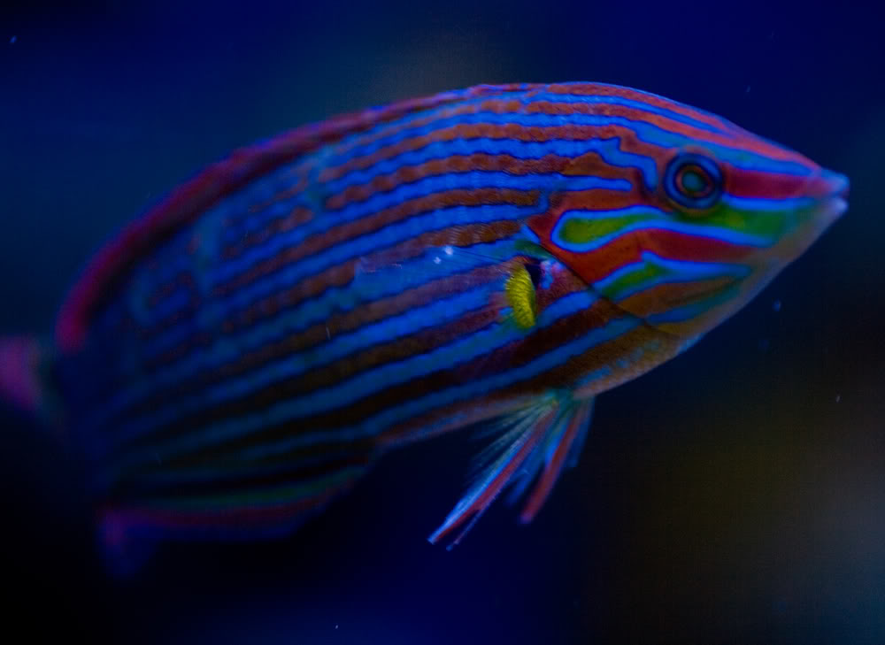 fish malanarus wrasse.jpg