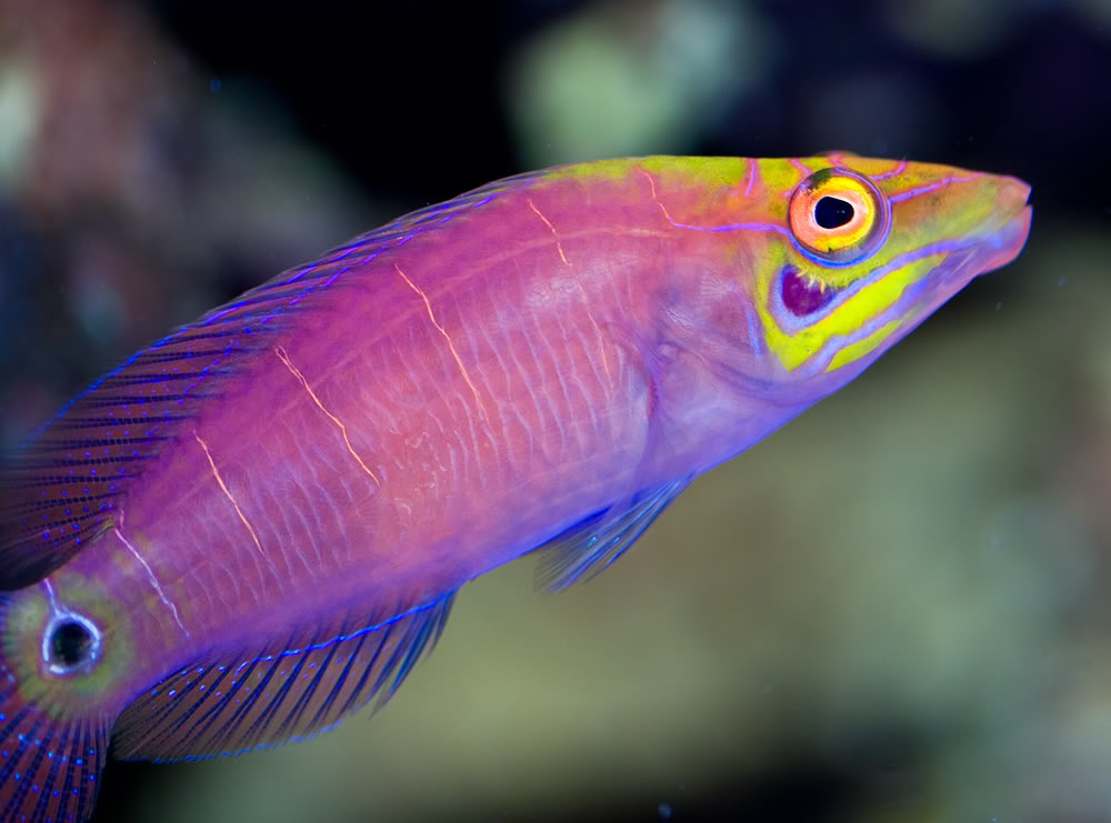 fish mystery wrasse.jpg