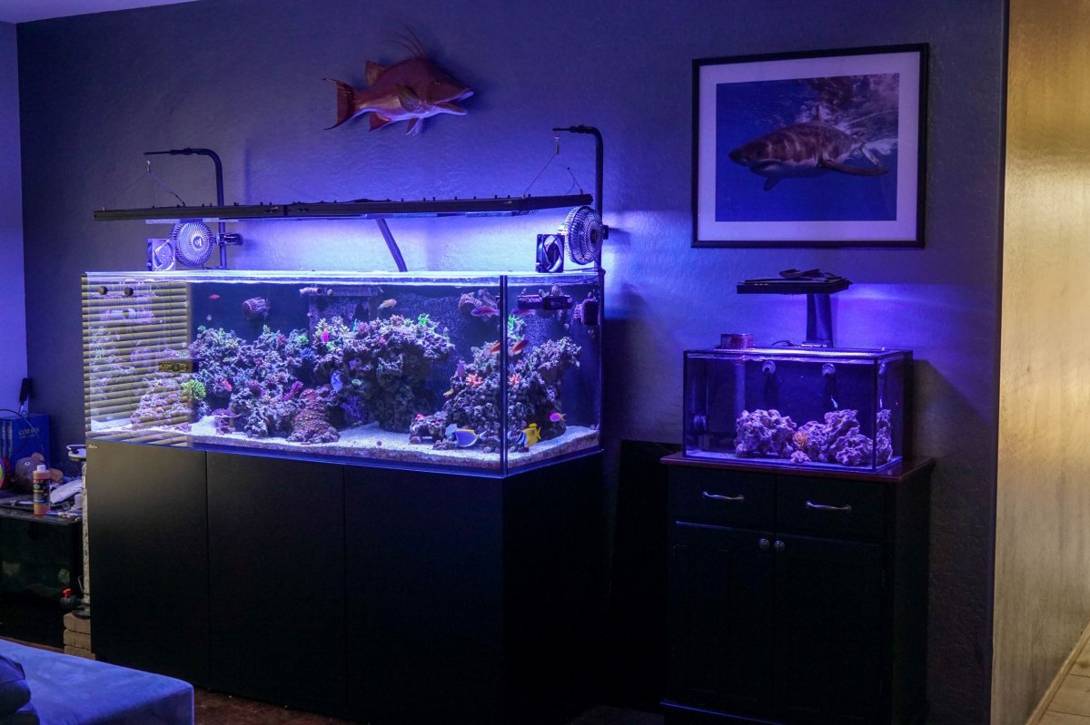 Fish Room r2r.jpg