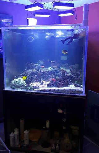 fish tank 1.jpg