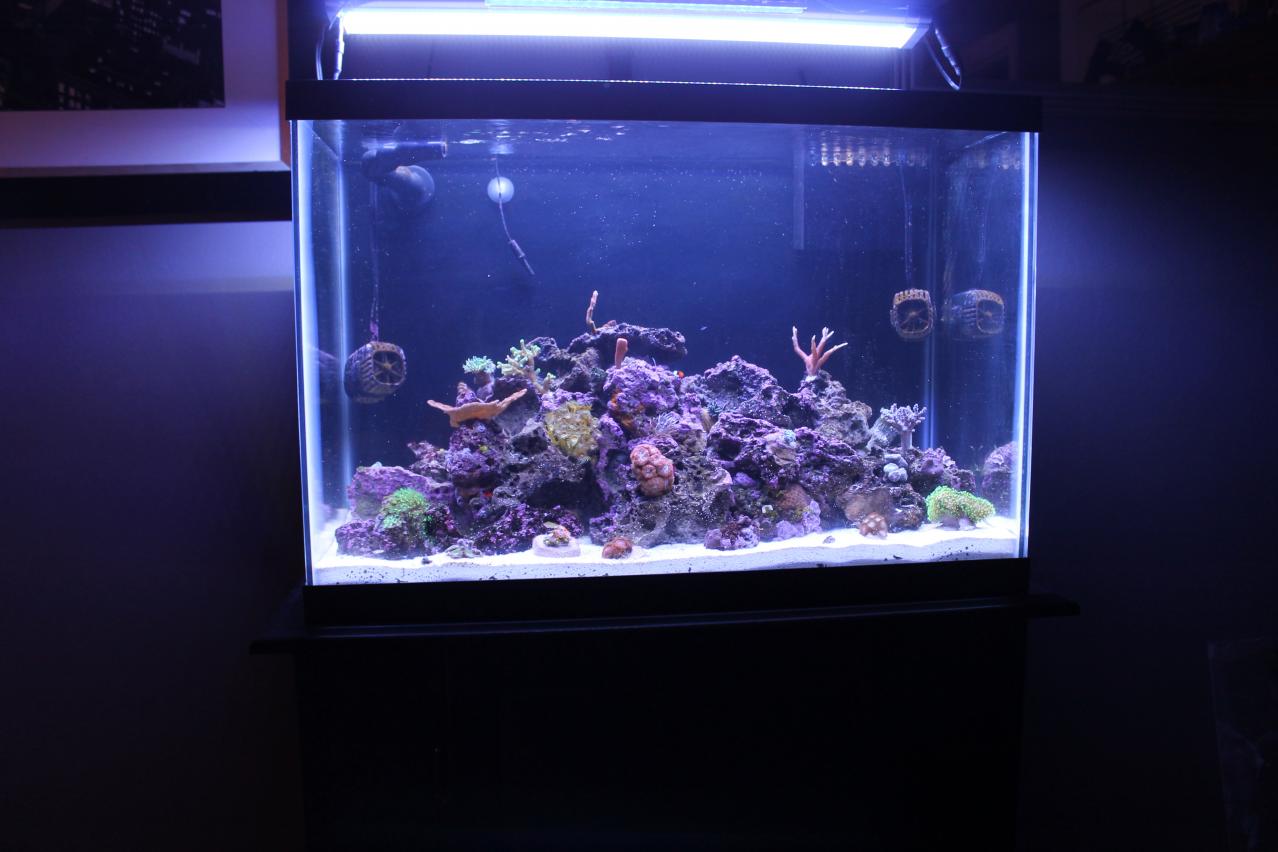 Fish Tank 20 Gallon 001.jpg