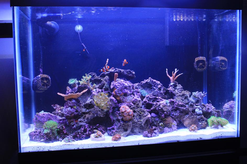 Fish Tank 20 Gallon 021.jpg