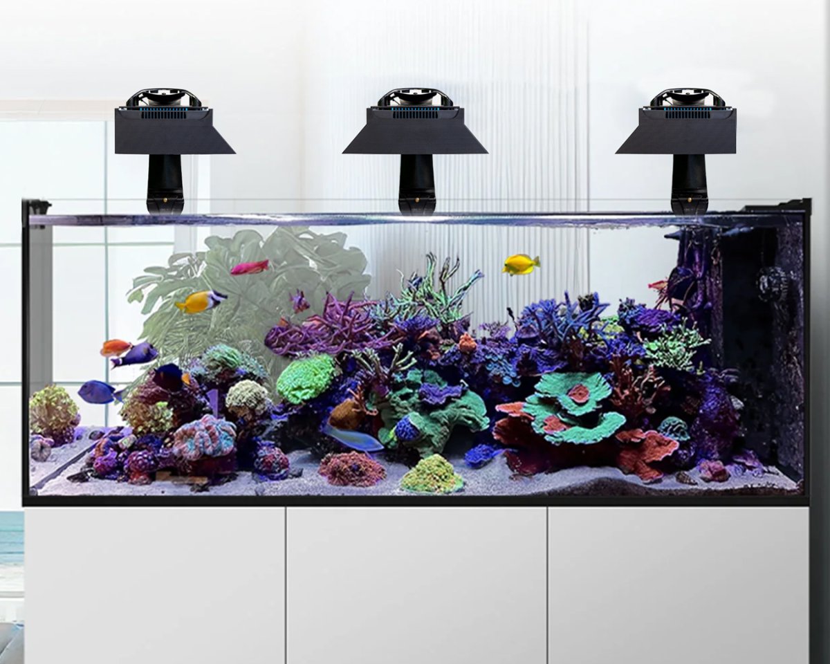 Fish-Tank-LEFT-WIDE-RIGHT.jpg