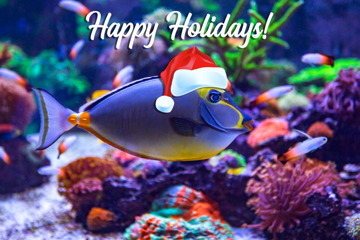 Fish-with-Santa-Hat.jpg