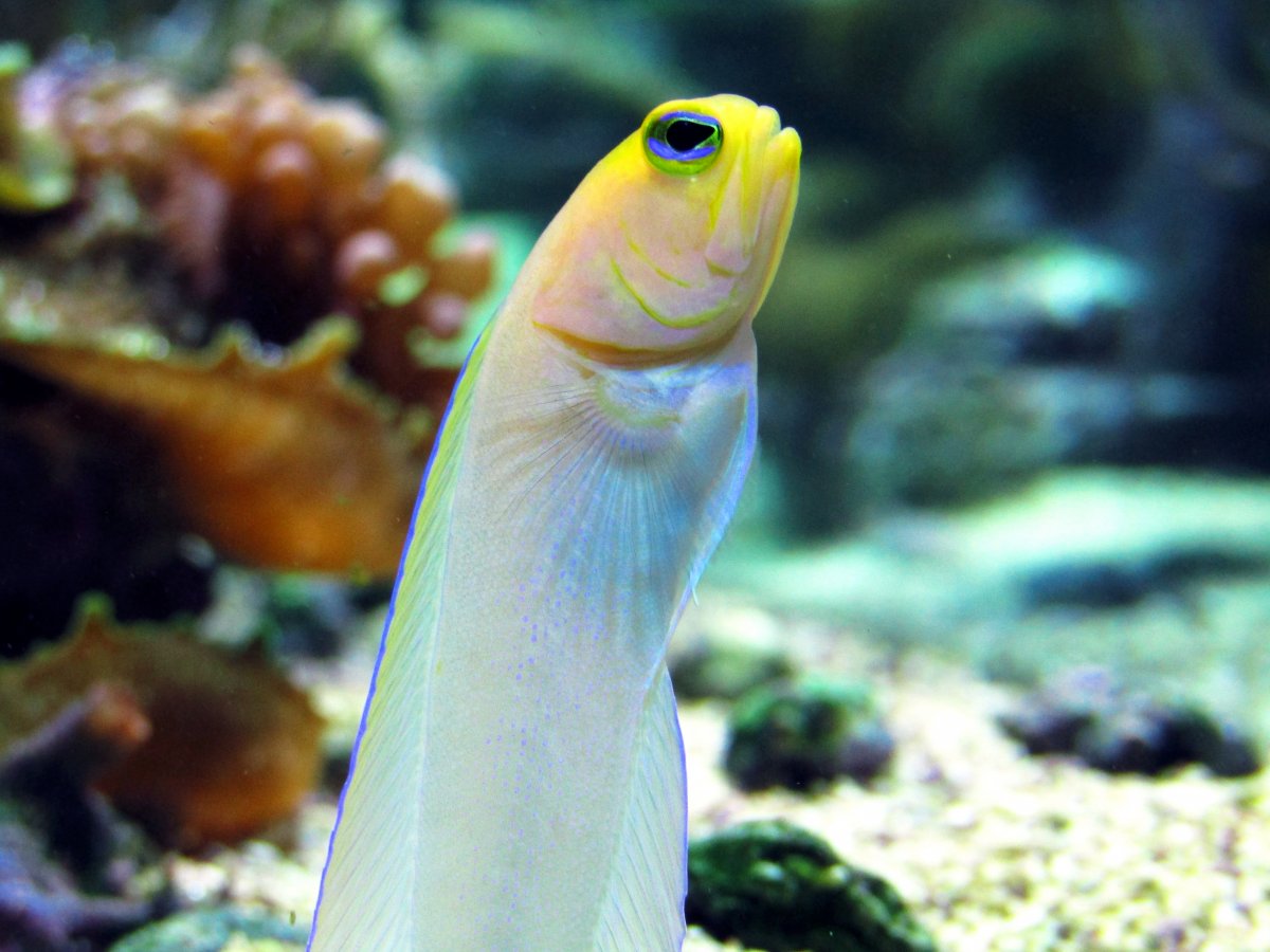 FL jawfish.jpg