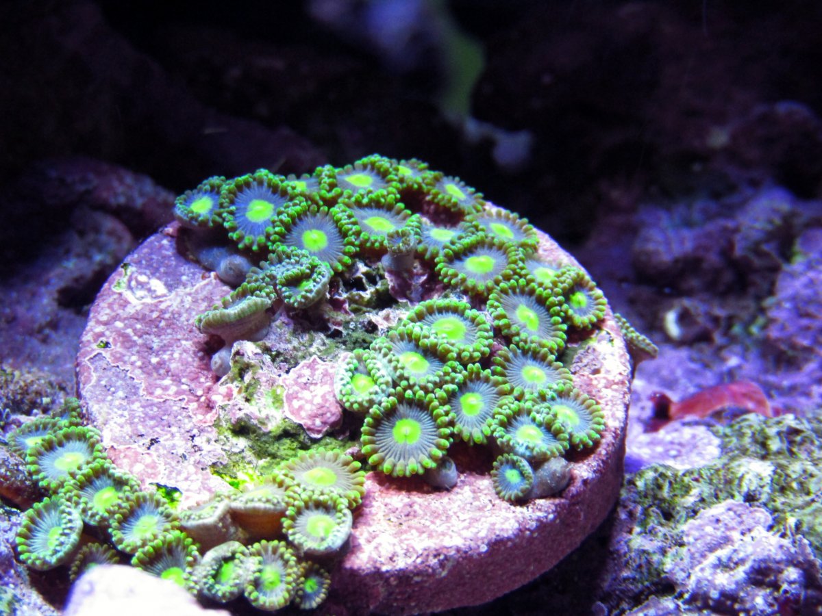 FL zoa 2.jpg