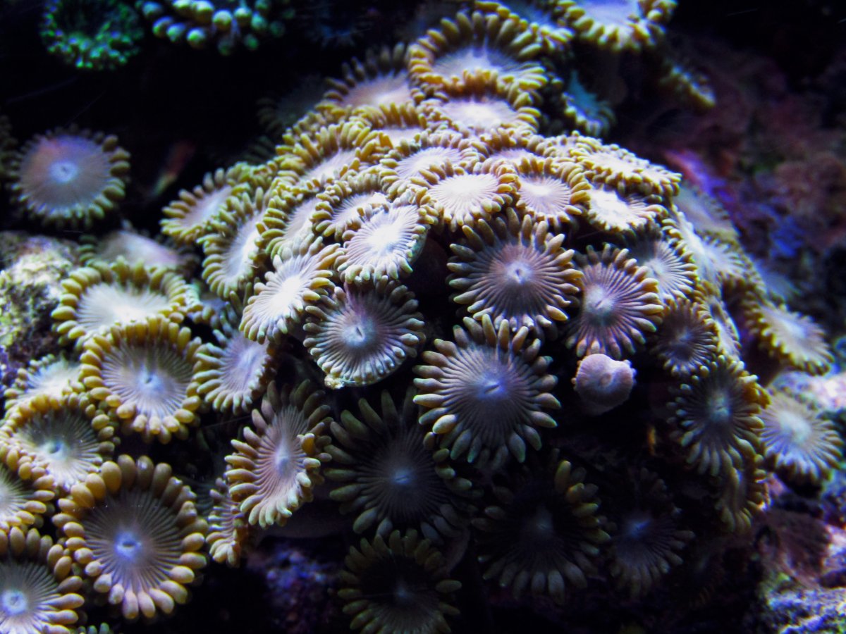 FL zoa 3.jpg