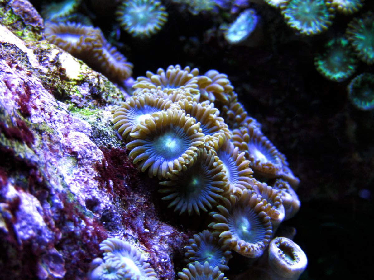 FL zoa.jpg