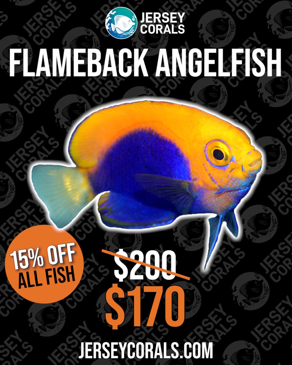 FLAMEBACK ANGELFISH.jpg