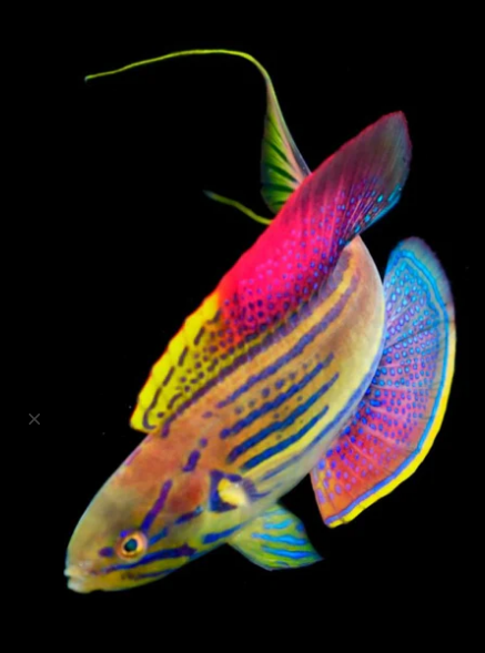 flasher wrasse.png