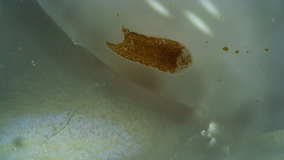 flatworms1.JPG