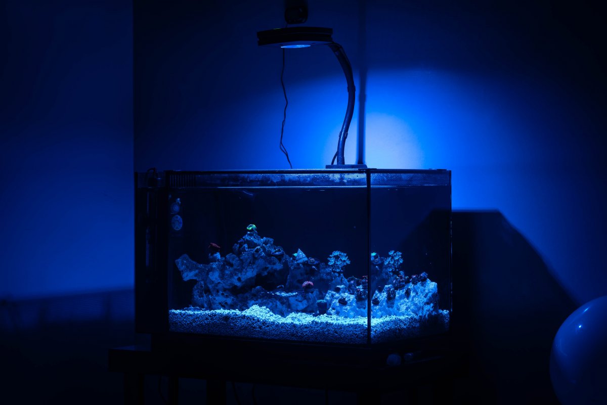 Fluval-1.jpg