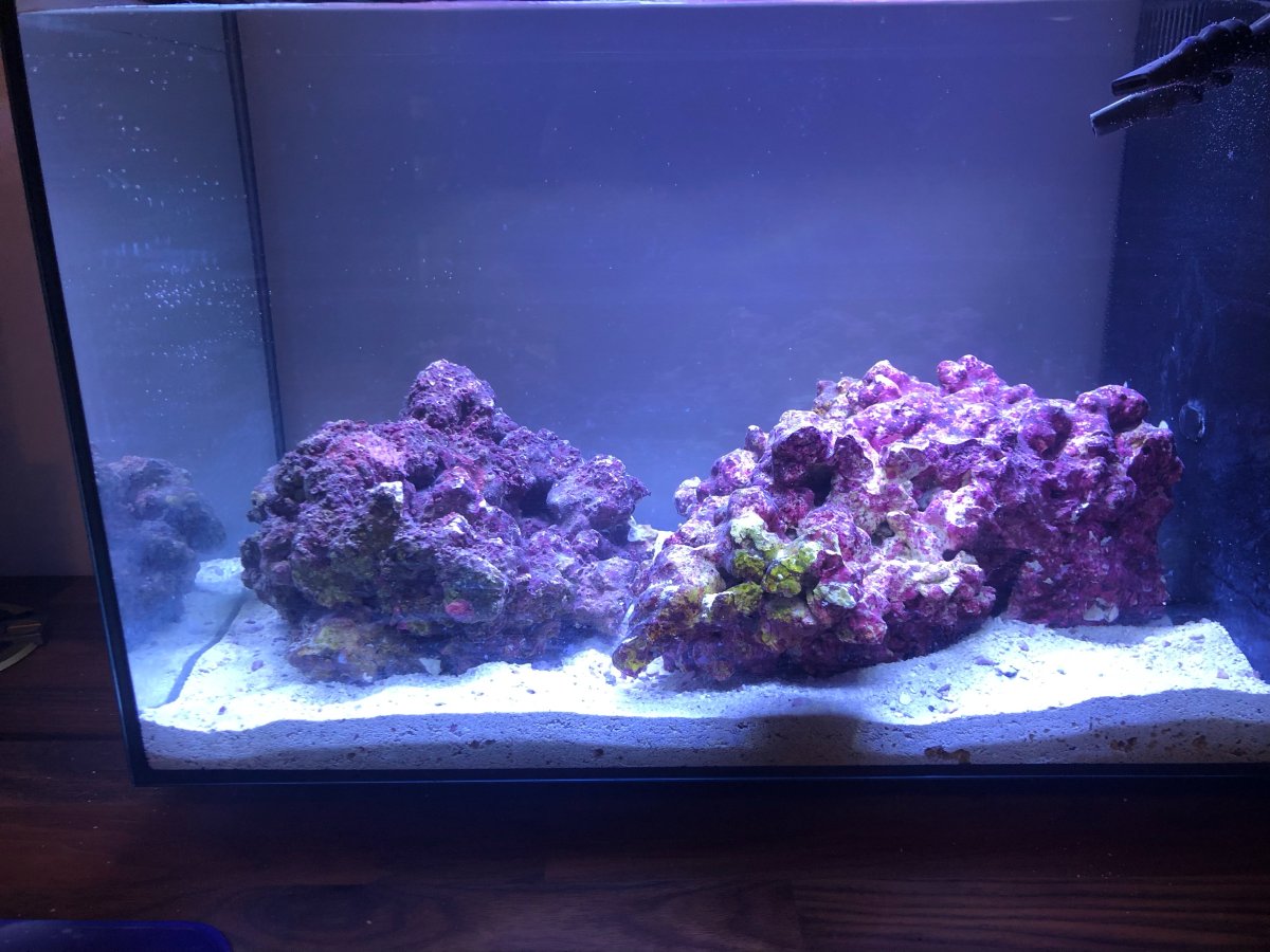 Fluval evo day 1.jpeg