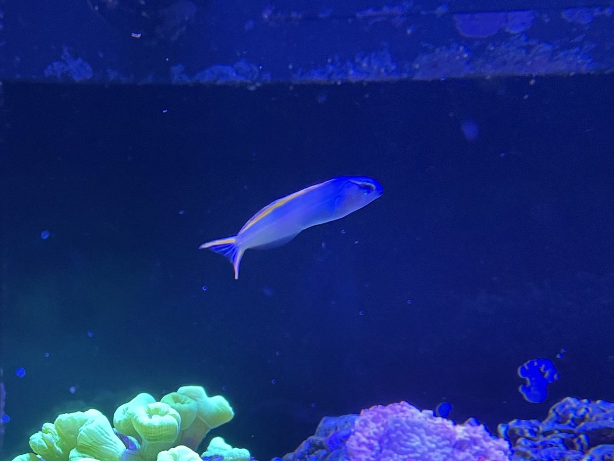 forktail blenny.jpg