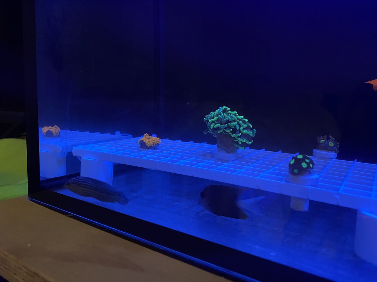 Frag Tank Fish & Coral.jpg