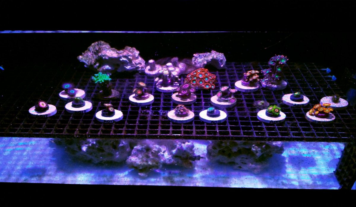 Frag Tank FTS DEC 2019.jpg