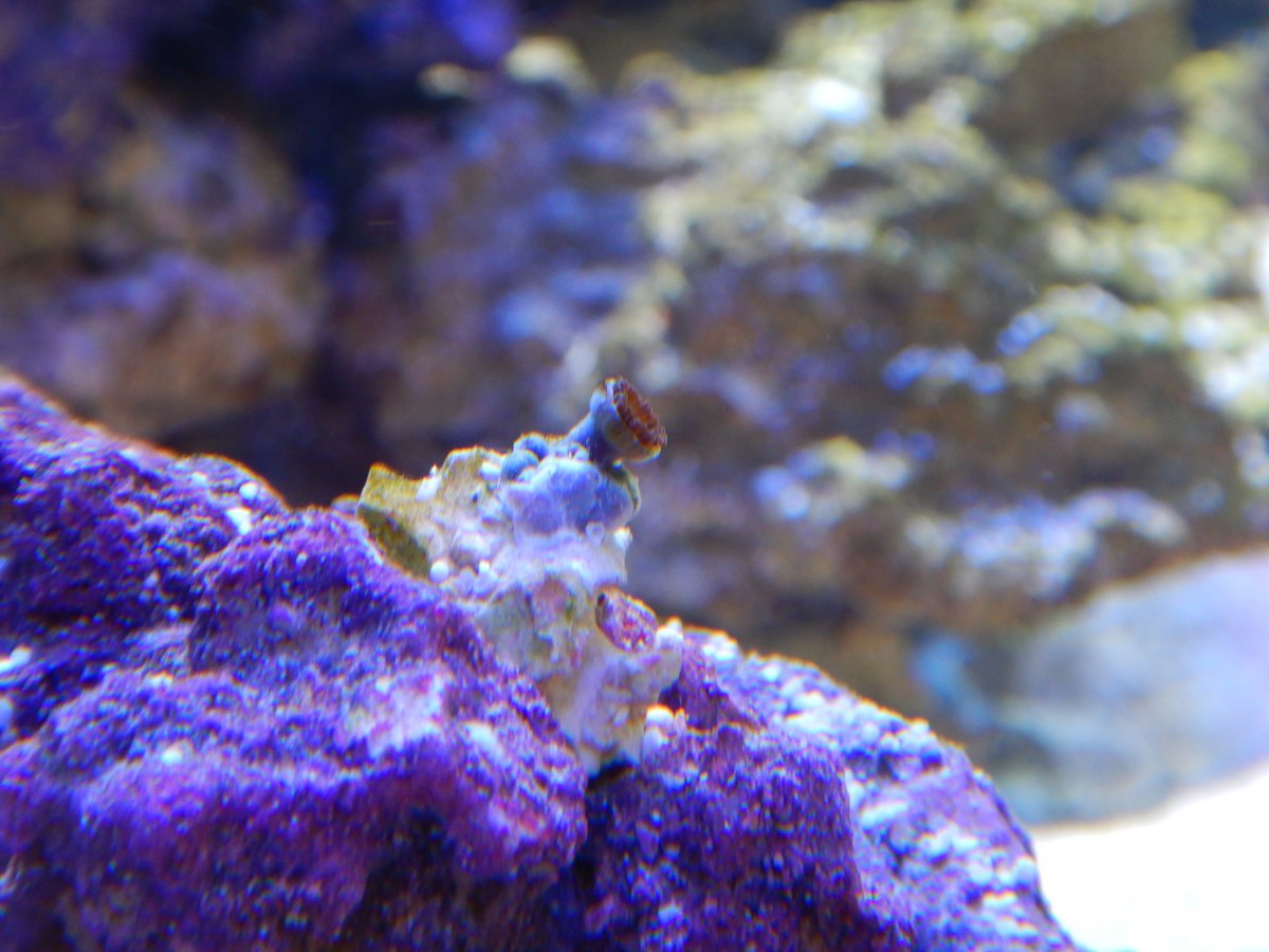 fragged glued zoa.JPG