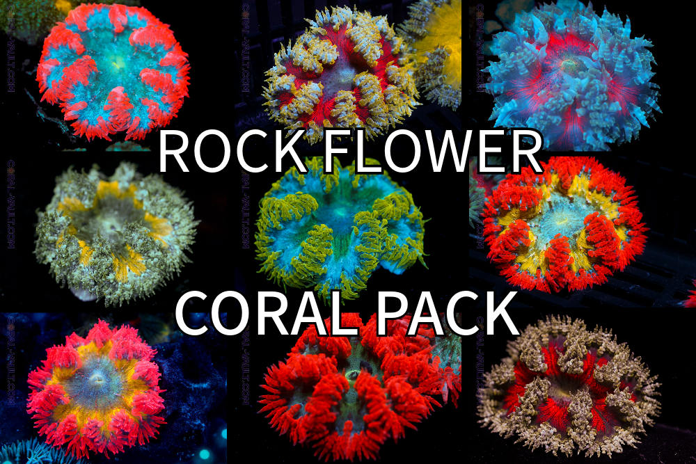 FragPacks-6-RockFlowerPack.png