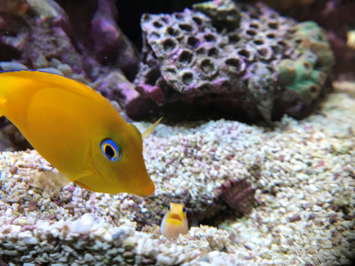 frightened jawfish.jpg