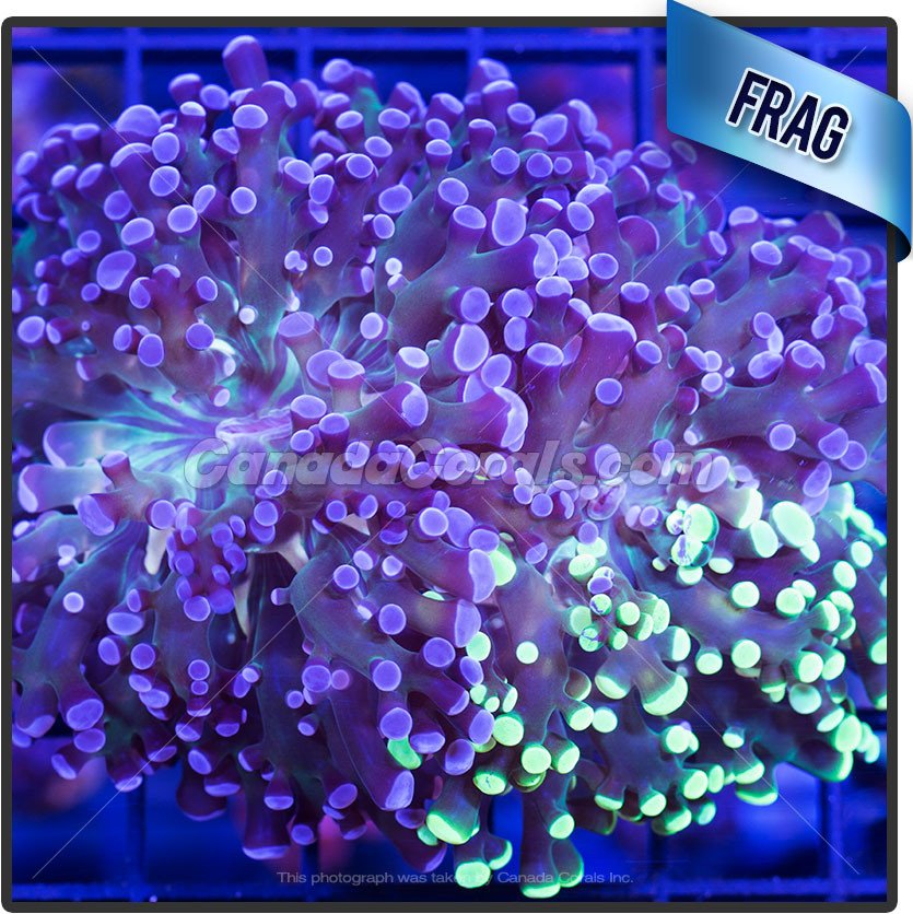 FrogSpawn_Frag_1_1024x1024.jpg