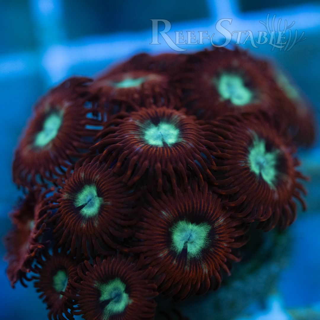 frosted-phoenix-zoas-colony-2.jpg