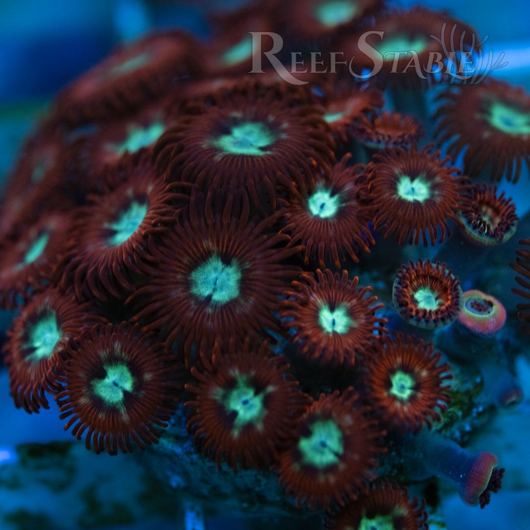 frosted-phoenix-zoas-colony (2).jpg