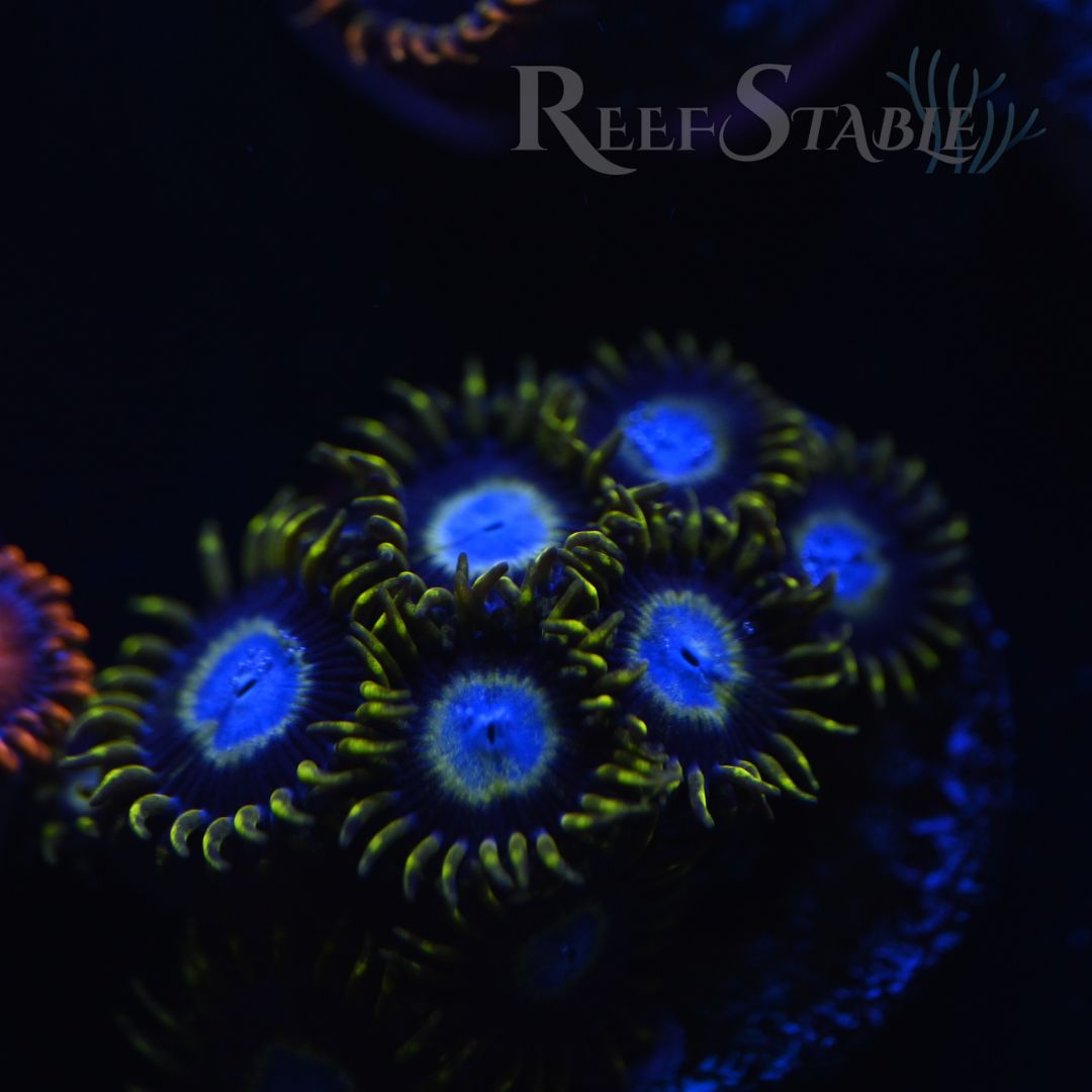 frozen-hornet-zoa-blue.jpg