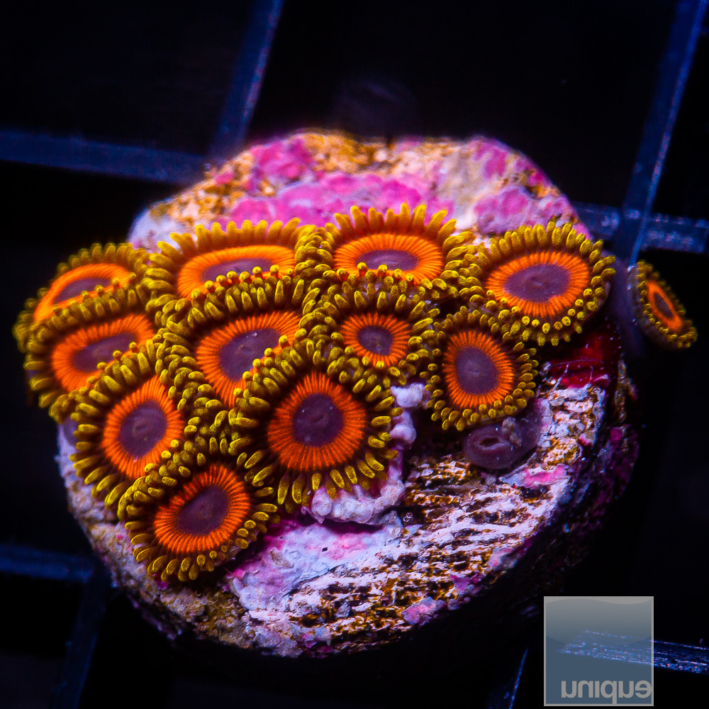 Fruit Loop Zoanthid 119 46.JPG