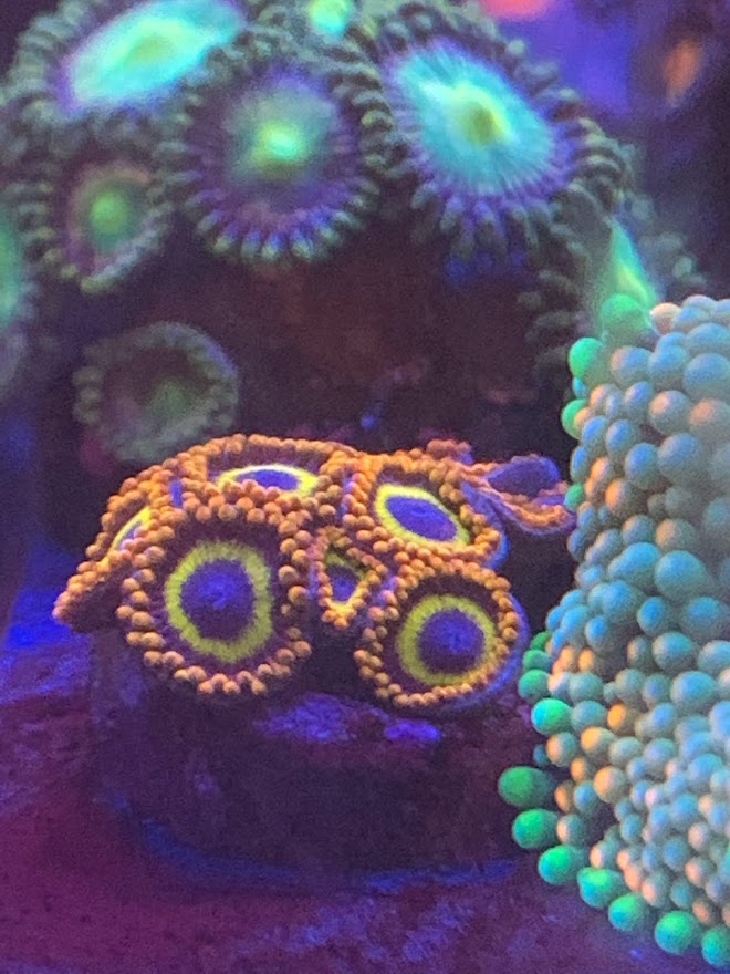 Fruit Loop Zoas 23 Oct 2021.jpg