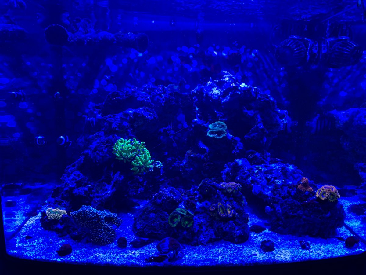 fts-blue-2019.JPG