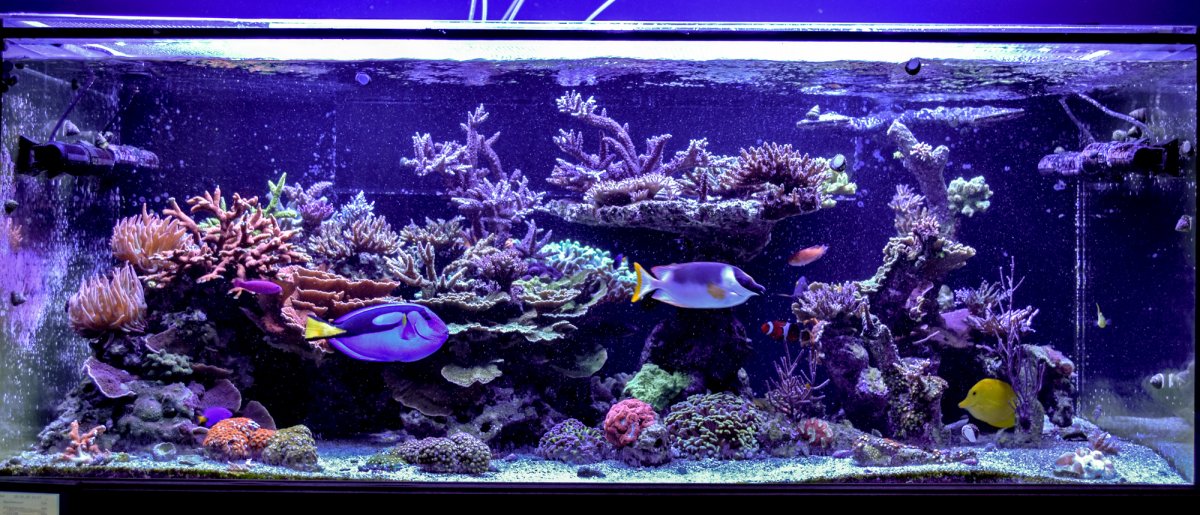 FTS1.jpg