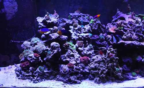 fts4s.jpg