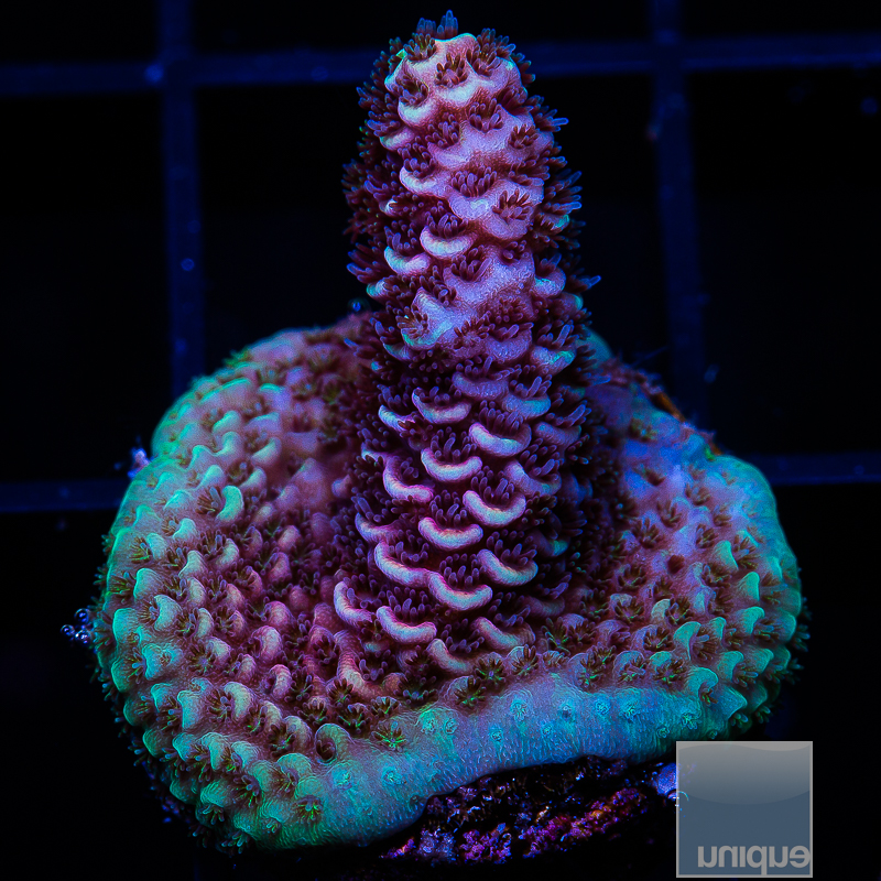 Fuchsia Millepora 99 62 (1).JPG