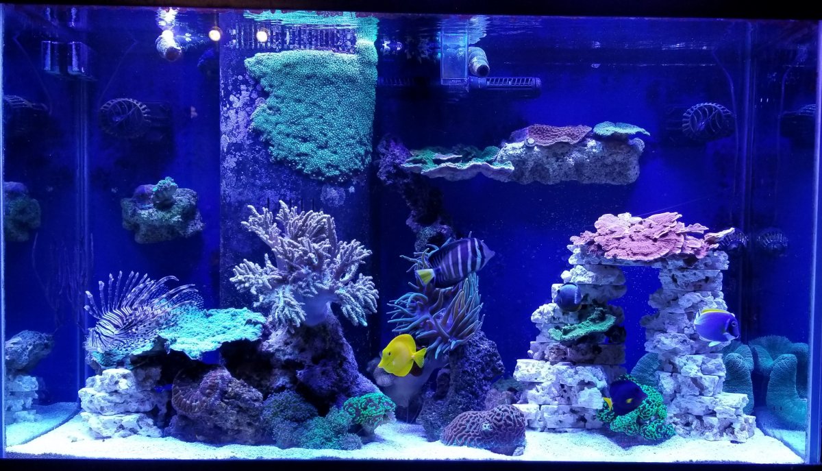 full tank pic.jpg