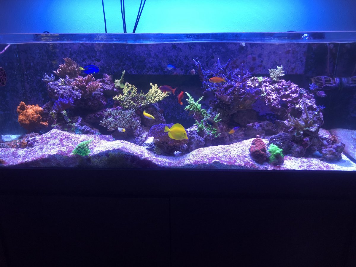 full tank shot.jpg