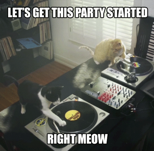 funny-dj-cats-animals-animated-gif-party-started-2-pics.gif